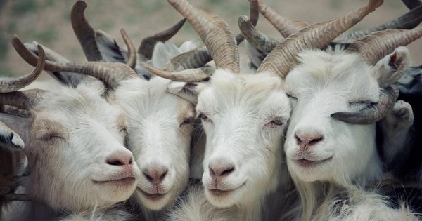 Chuyên gia phong thủy dự báo vận khí tuổi Mùi năm 2024 Giáp Thìn