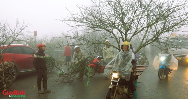 Độc đáo chợ đào rừng trong ‘mây’ lớn nhất vùng Tây Bắc
