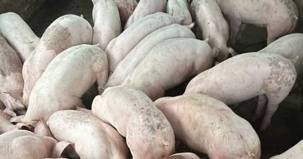 Giá lợn hơi đột ngột giảm sâu dịp giáp Tết Nguyên đán, người chăn nuôi thấp thỏm từng ngày