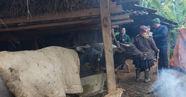 Quấn chăn, quây bạt sưởi ấm cho gia súc trong đợt rét đậm nhất năm