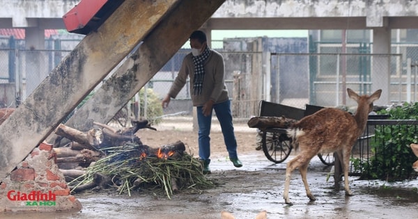 Trời rét buốt, nhân viên tất bật đốt lửa, phủ bạt... giữ ấm cho động vật tại Vườn thú Hà Nội