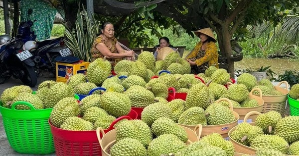 Là quà biếu Tết đắt hàng ở Trung Quốc, giá sầu riêng Việt có quả vọt lên 1 triệu
