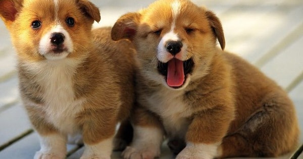 Dự báo vận khí của tuổi Tuất năm Giáp Thìn 2024