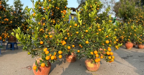 Quất cảnh mini bất ngờ đắt khách ngày cận Tết Nguyên đán dù giá đắt đỏ