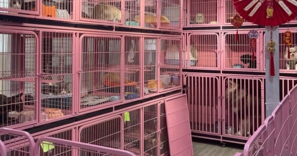 500.000 đồng/ngày, dịch vụ cho chó mèo đi khách sạn vẫn 'cháy hàng'