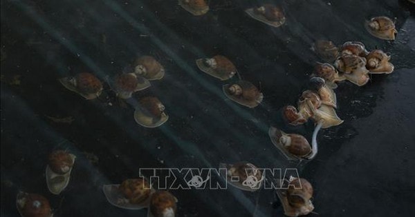 Nuôi ốc hương thương phẩm lãi hơn 1 tỷ đồng/năm