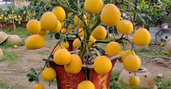 Cảnh giác với trái cây cảnh từ bưởi, cam, quýt... chơi Tết, chơi xong có nên ăn?