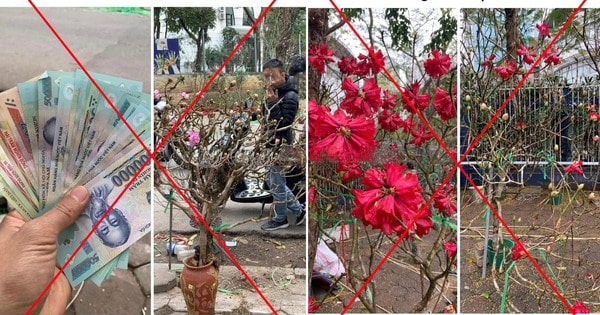 Chặt phá, mua bán cây Đỗ Quyên hoang dã sẽ bị xử lý hình sự