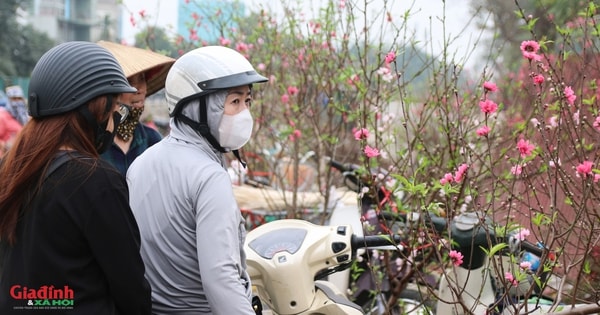 Đào ‘đại hạ giá’ xuống phố, tiểu thương Hà Nội mong gỡ vốn sau vụ Tết Nguyên đán