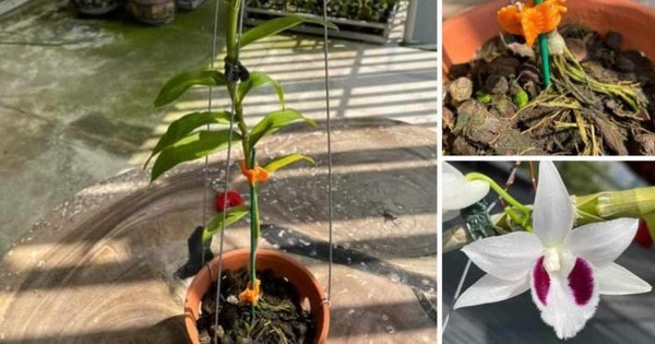 Lan đột biến 'sốt' trở lại, giá bán đến 350 triệu đồng