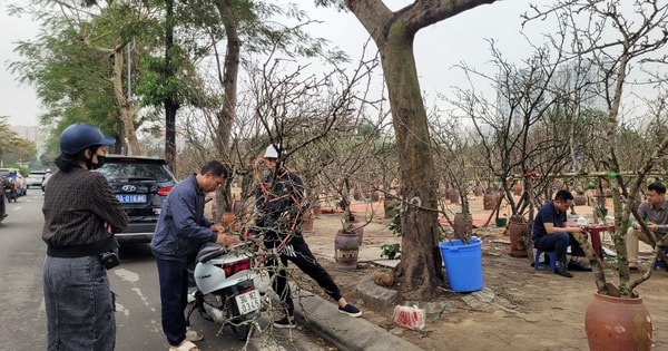 Sau Tết Nguyên đán, thú chơi lê rừng nở rộ dù giá bán đến 2,5 triệu đồng/cây