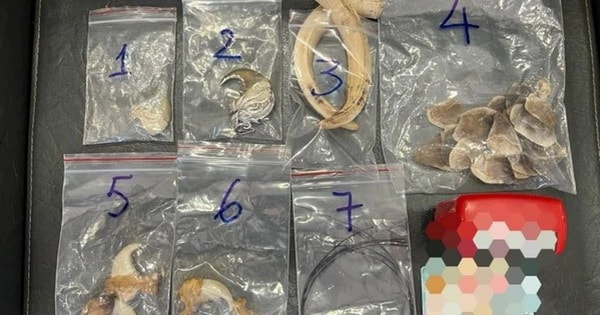 Giấu móng sư tử, vuốt hổ, vảy tê tê ở gốc cây nhưng vẫn bị bắt