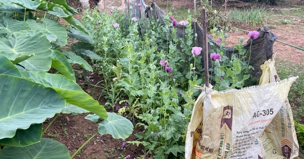 Trồng gần 600 cây thuốc phiện trong vườn rau