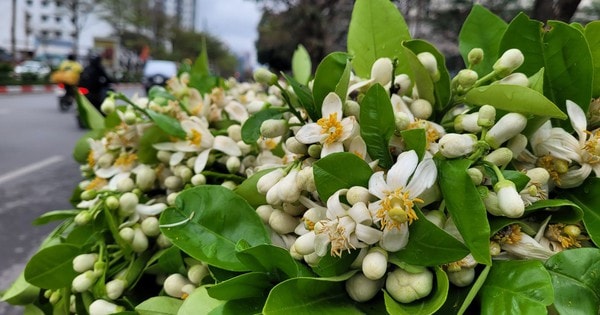 Hoa Bưởi đầu mùa ở Hà Nội thơm ngát phố bán nửa triệu đồng/kg vẫn đắt hàng
