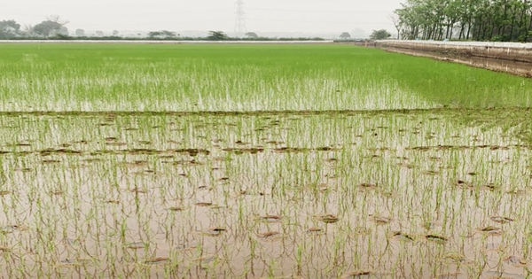 Bắt Chủ tịch và Phó Chủ tịch một xã ở Thái Bình vì lạm quyền