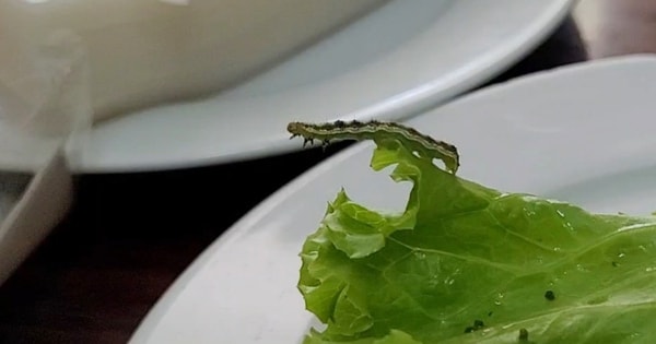 Năm 2024, Hà Nội đẩy mạnh tuyên truyền công tác An toàn thực phẩm như thế nào?