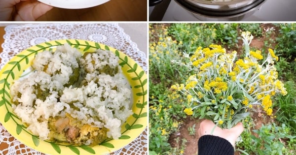 Loại rau mùa xuân mọc dại đầy vườn, giúp trị cảm lạnh và cao huyết áp cực hiệu quả