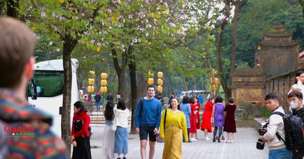 Ngắm hoa ban khoe sắc trên đường phố Hà Nội, người dân xúng xính váy áo ‘check in’