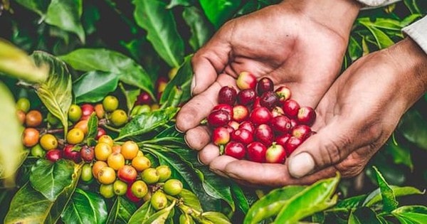 Giá cà phê hôm nay 6/3: Vượt mốc 86.000 đồng/kg, nông dân lãi đậm hơn 200 triệu đồng/ha cà phê