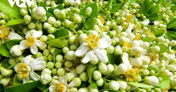 Ngâm hoa bưởi mật ong dùng vừa sạch phổi vừa hỗ trợ nhiều bệnh, nhưng quên chi tiết này dễ bỏ đi vì đắng