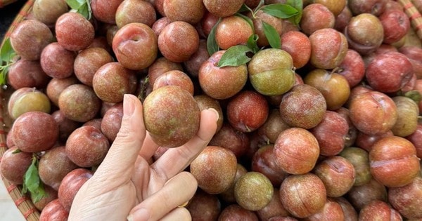 Mận trái mùa 'giá chát' nhưng vẫn hấp dẫn chị em