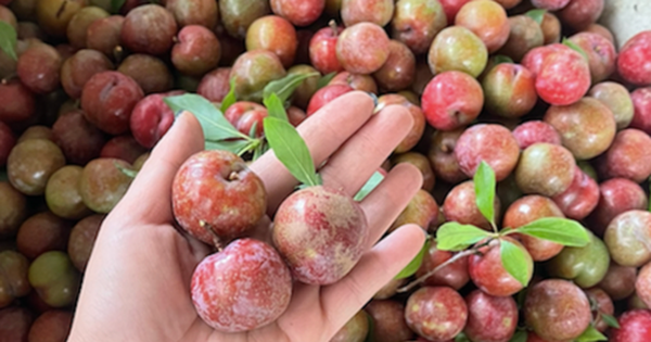 Mận hậu trái vụ đắt như tôm tươi, hơn 200 ngàn đồng/kg vẫn hút khách