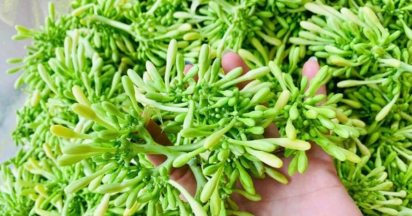 Hoa đu đủ ngâm mật ong tốt sức khỏe, nhưng chuyên gia lưu ý điều cần tránh khi dùng