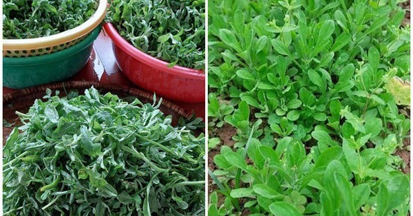 Loại rau chỉ có vào mùa xuân trước cho gà ăn, giờ 90.000 đồng/kg chị em vẫn tranh mua