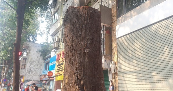 Ngoài 3 cây bị chết khô, hàng cây Sao Đen trên phố Lò Đúc Hà Nội hiện ra sao?