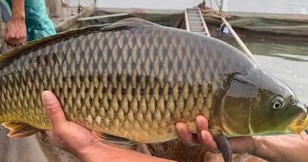 Thận trọng khi mua "giải cứu" cá chép giòn giá 35.000 đồng/kg