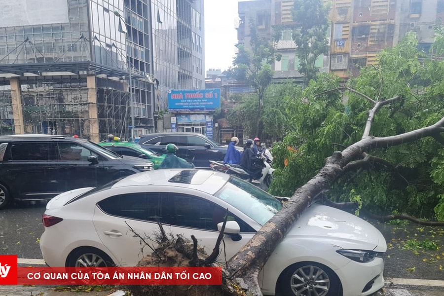 Mưa lớn, cây đổ đè trúng ô tô, chủ xe có được bồi thường?