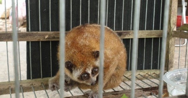 Huế: Học sinh lớp 6 tự nguyện giao nộp cu li hoang dã cực kỳ quý hiếm