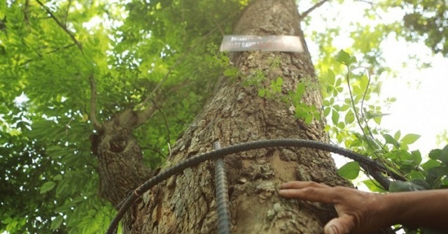 12 cây sưa đỏ "mặc áo giáp sắt" vẫn phải cử người canh gác ngày đêm