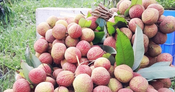 Quảng Ninh livestream bán vải chín sớm