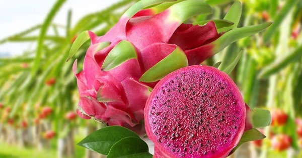 EU chính thức gỡ bỏ kiểm soát ATTP mỳ ăn liền Việt Nam, tăng kiểm soát mặt hàng thanh long, ớt, đậu bắp