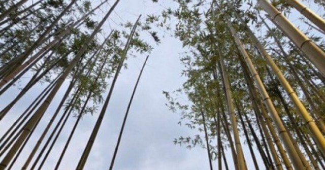 7.500 cây trúc bên hồ Trúc Bạch phát triển ra sao sau hơn nửa năm được trồng?