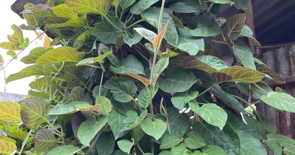 Loại cây mọc dại là 'bảo bối' cho cơ quan tiêu hóa