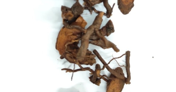 Người phụ nữ 46 tuổi ở Hà Tĩnh tử vong do uống nước từ rễ cây phơi khô để chữa bệnh