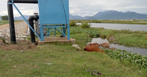 Bốn con bò chết bên trạm bơm nước