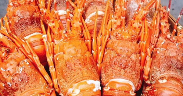 Trình diễn 120 món ngon từ tôm hùm để xác lập kỷ lục Việt Nam