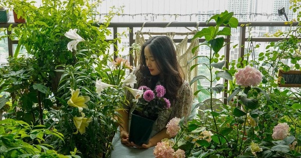 Sau 7 năm làm việc chăm chỉ, ban công trên căn hộ tầng 27 của tôi cuối cùng cũng ngập tràn hoa quanh năm