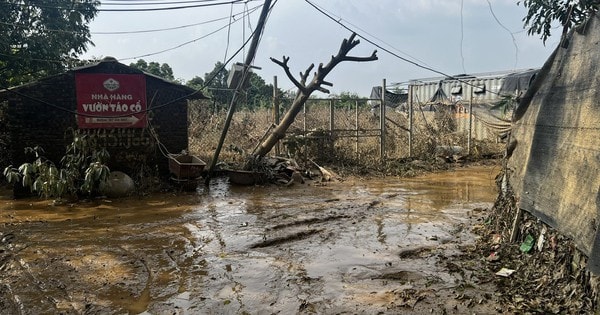 Sau bão số 3, đào phục vụ Tết Nguyên đán 2025 dự báo tăng giá 'chóng mặt'