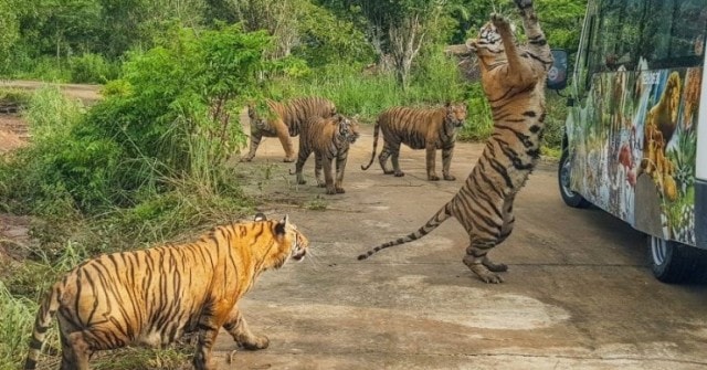 30 cá thể hổ và sư tử chết ở Long An được xử lý thế nào?