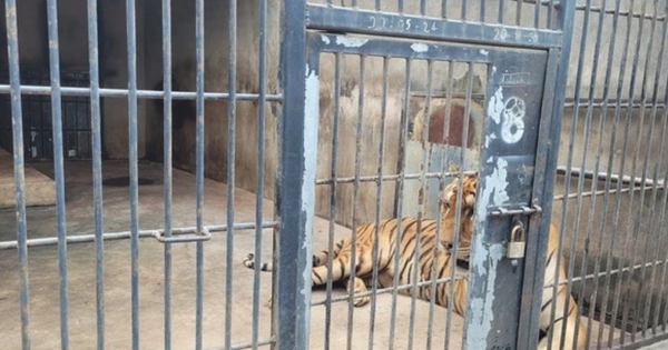 Tiêu hủy đàn hổ chết do dính cúm A/H5N1 ở Đồng Nai