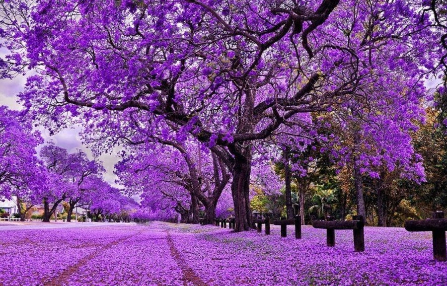 "Biến" mới tại Quốc Cường Gia Lai (QCG): Cổ phiếu bất ngờ tăng trần, đã tăng hơn 40% sau hơn 2 tháng