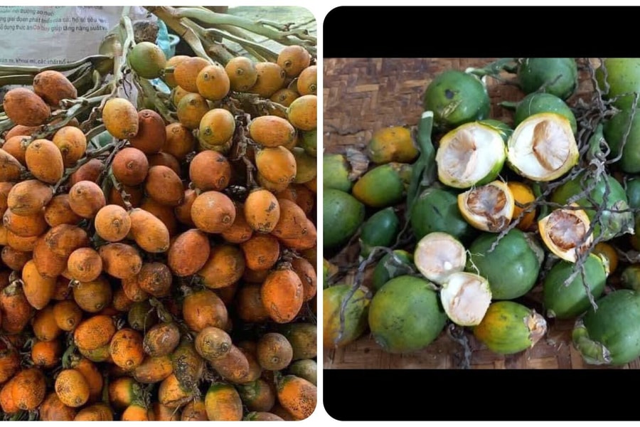 Quả cau có tác dụng gì?