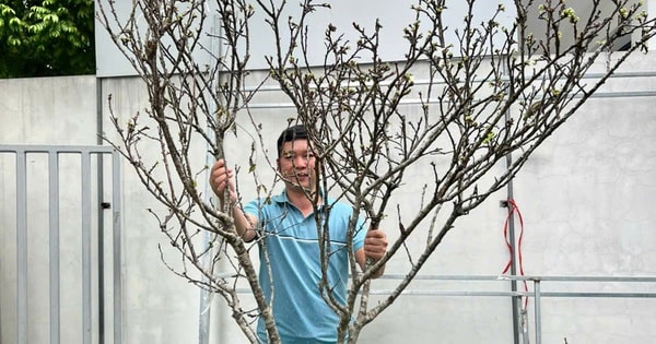 Hoa mận Tây Bắc xuống phố sớm, giá bán từ 800.000 đồng/cành nhưng khách mua chậm là hết