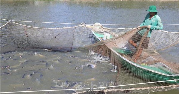 Xuất khẩu cá tra năm 2024 có thể đạt 2 tỷ USD
