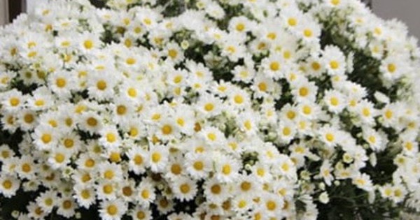 Cách trồng cúc họa mi từ hạt, sau 12 tuần hoa nở sum suê