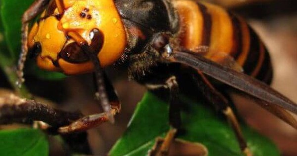 Cách đuổi ong vò vẽ làm tổ ra khỏi nhà an toàn